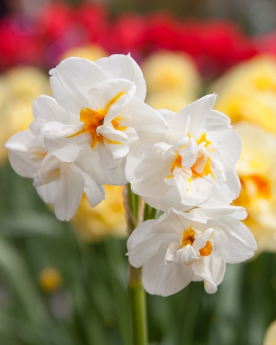 Sir Winston Churchill.jpg